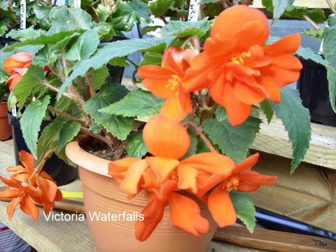 B. ‘Victoria Falls’